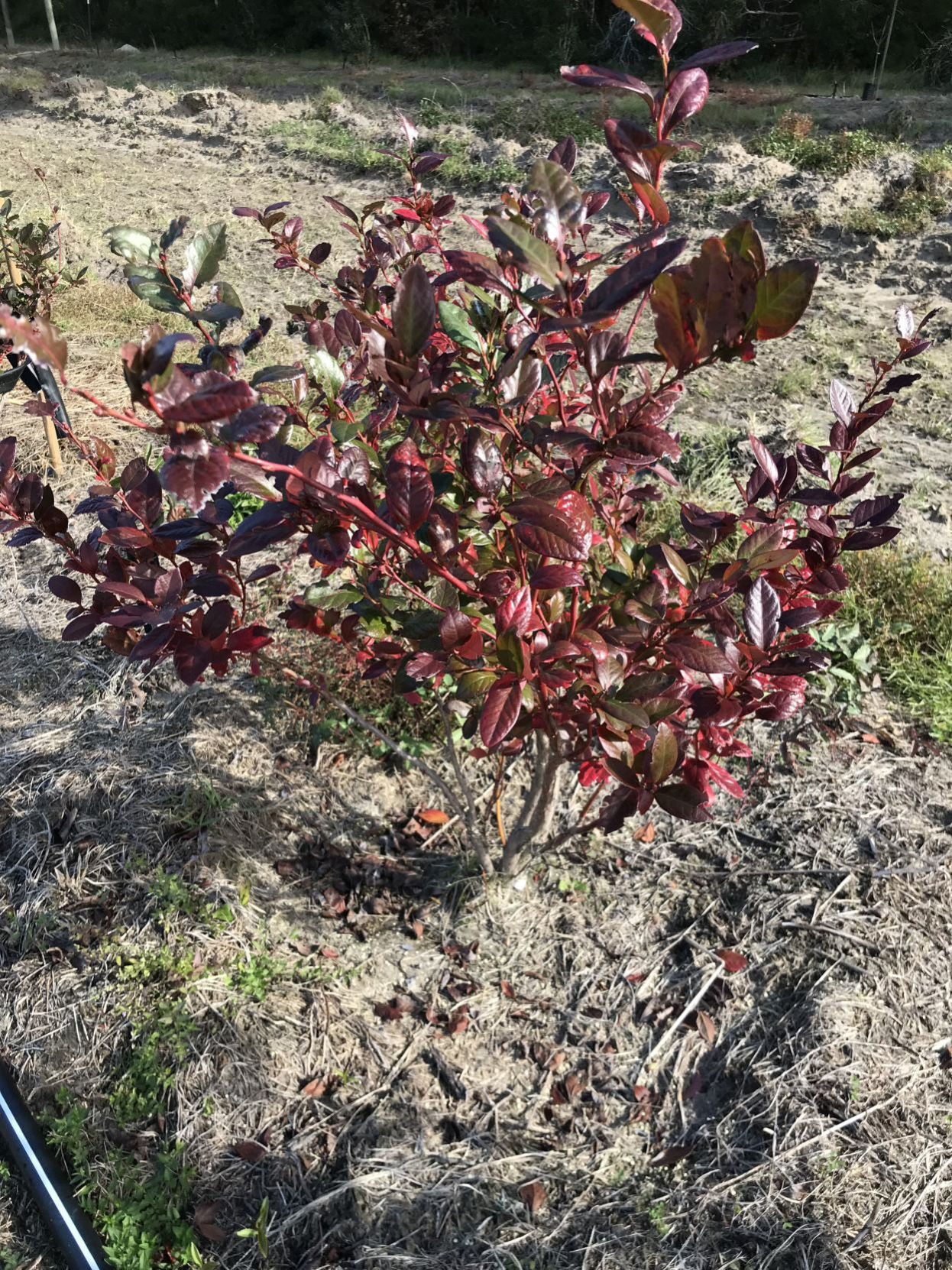 blueberry 2.jpg